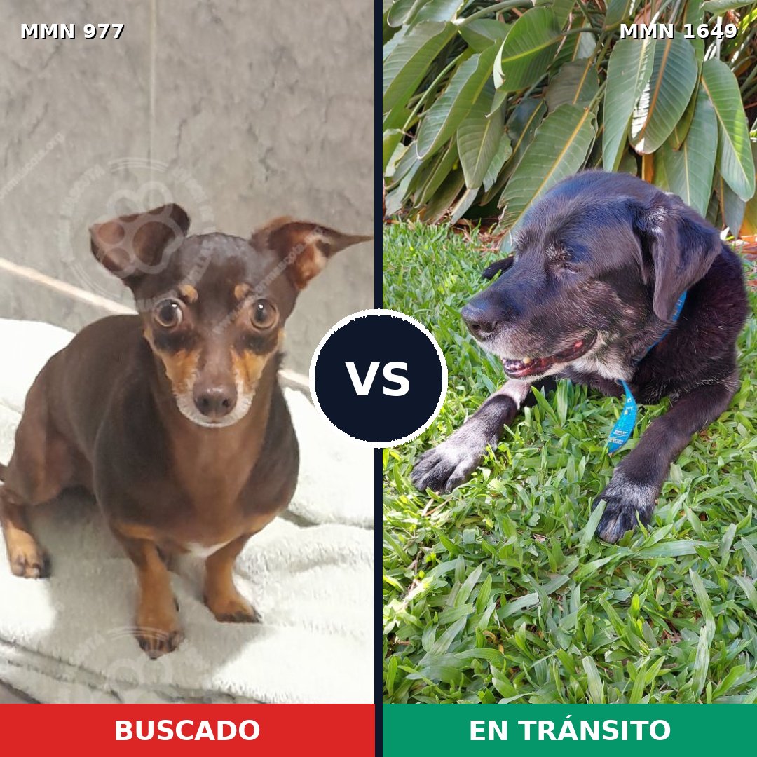 Comparativa MMS 34992: mascota perdida y mascota encontrada, 47% de similitud