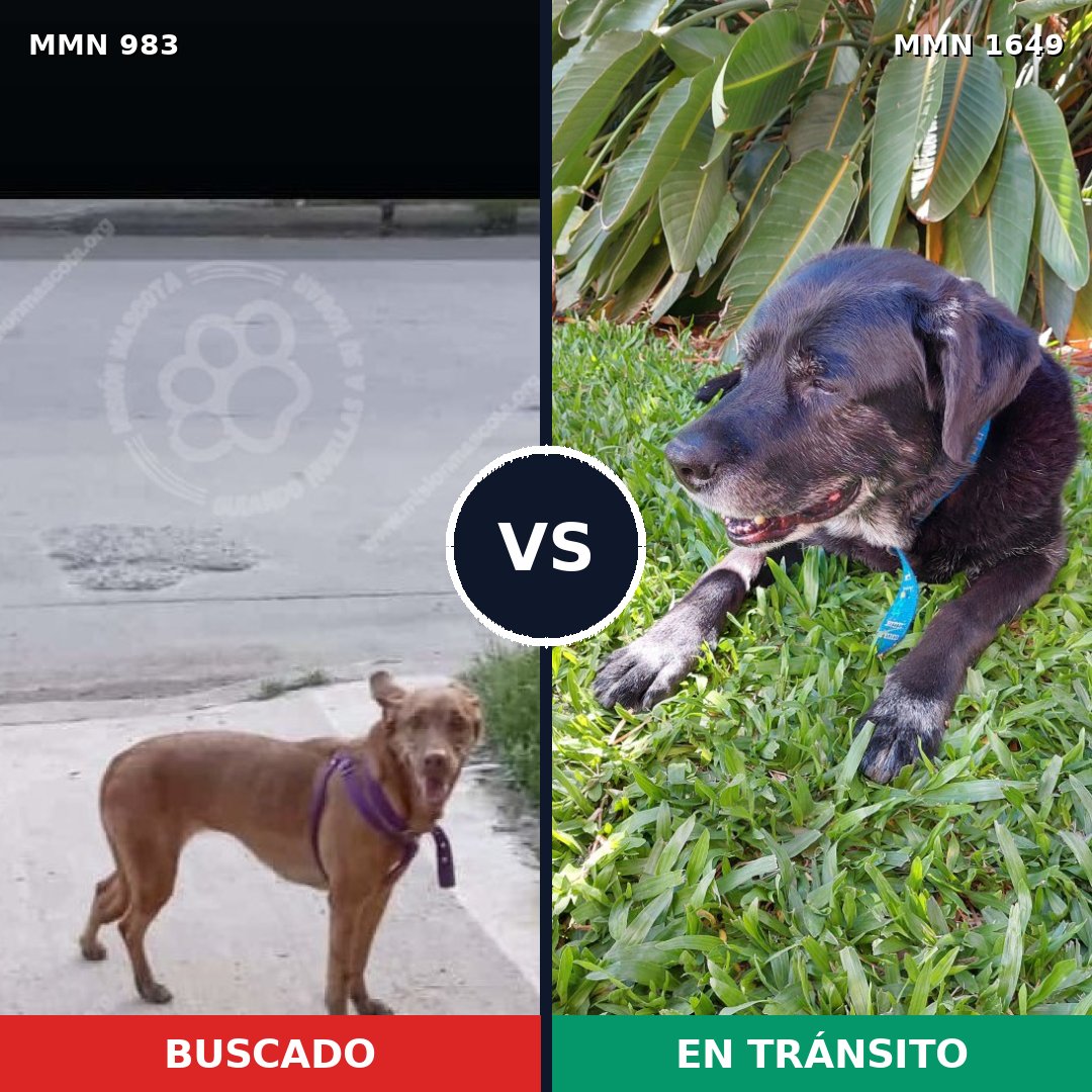 Comparativa MMS 34993: mascota perdida y mascota encontrada, 59% de similitud