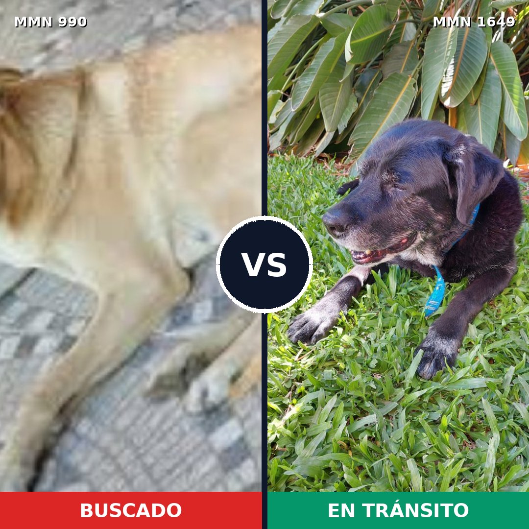 Comparativa MMS 34994: mascota perdida y mascota encontrada, 57% de similitud