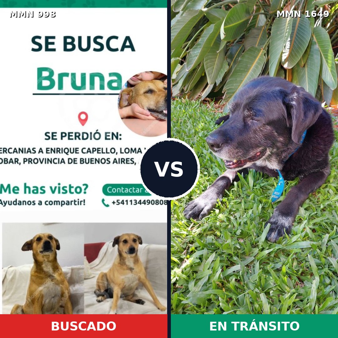 Comparativa MMS 34995: mascota perdida y mascota encontrada, 35% de similitud