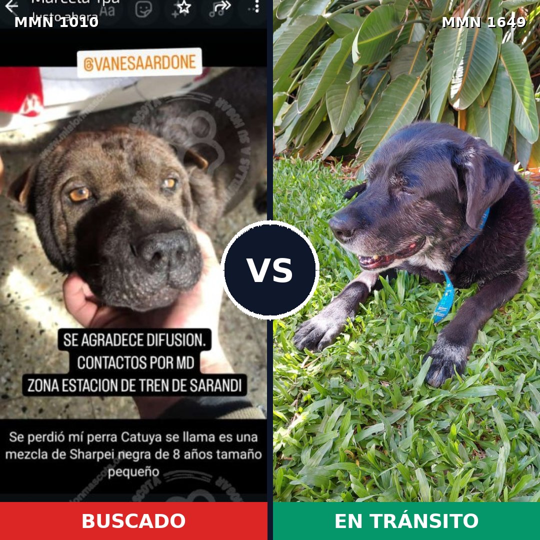 Comparativa MMS 34997: mascota perdida y mascota encontrada, 37% de similitud
