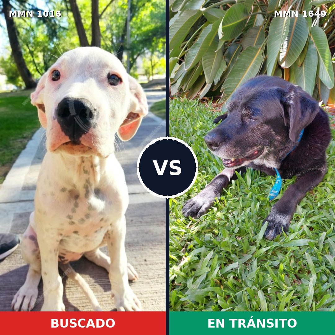 Comparativa MMS 34998: mascota perdida y mascota encontrada, 33% de similitud