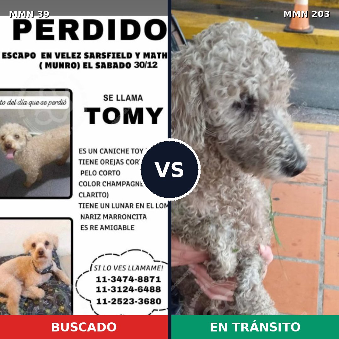 Comparativa MMS 35: mascota perdida y mascota encontrada, 46% de similitud