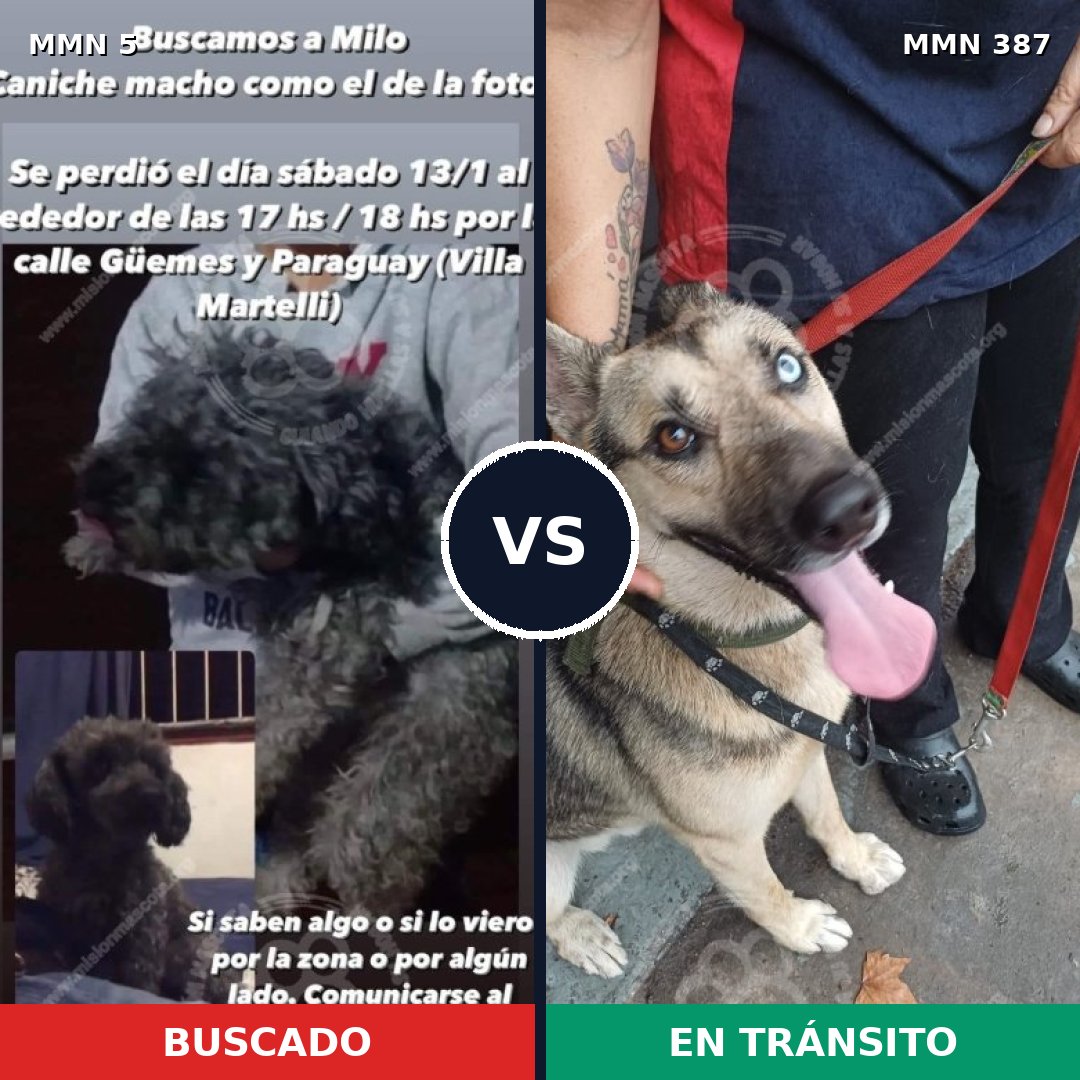 Comparativa MMS 350: mascota perdida y mascota encontrada, 31% de similitud
