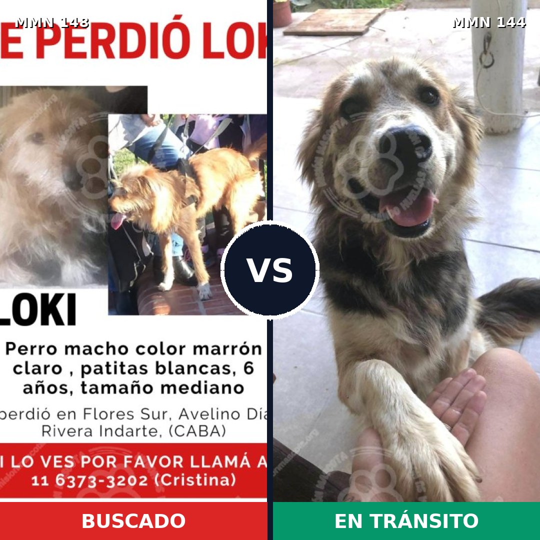 Comparativa MMS 3500: mascota perdida y mascota encontrada, 53% de similitud