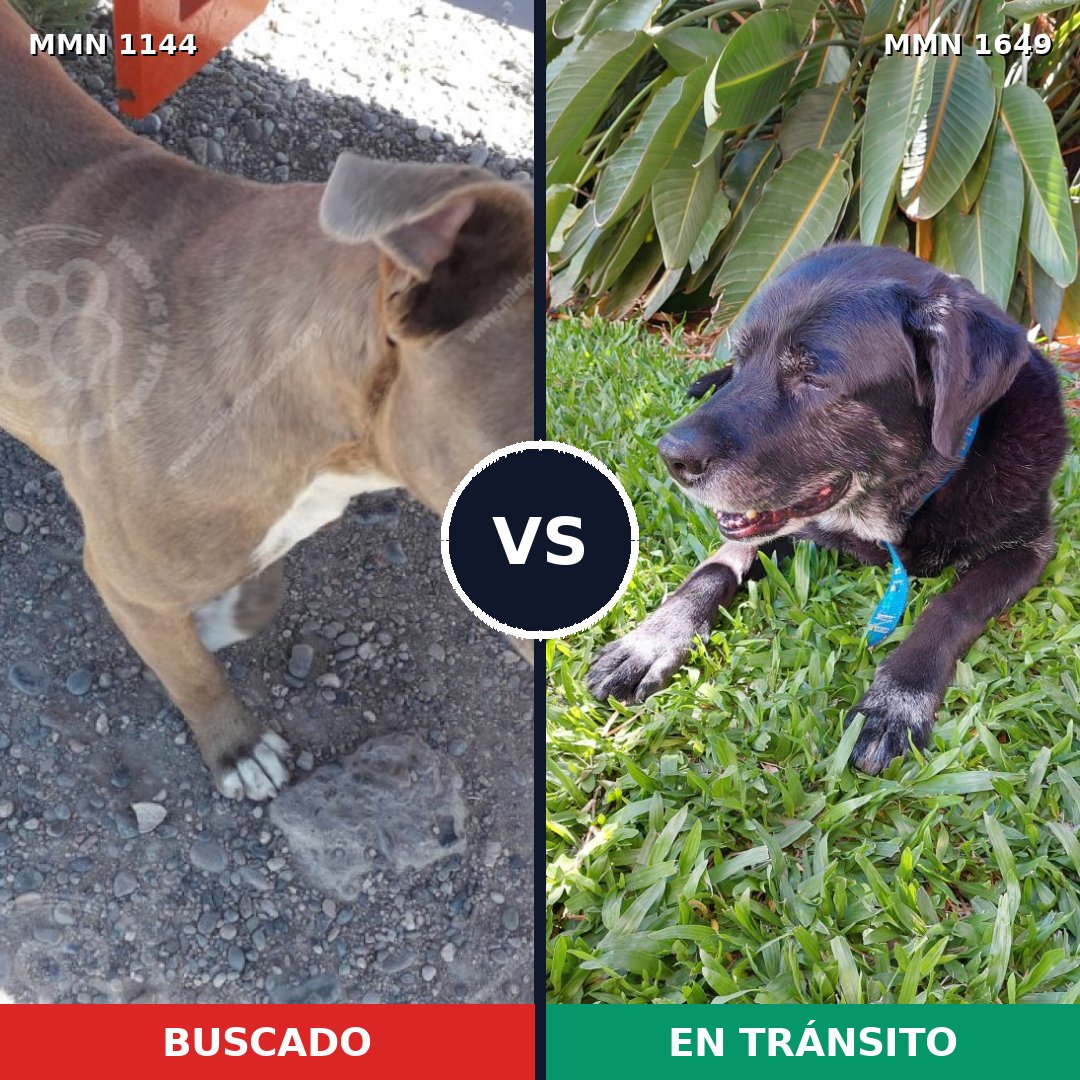 Comparativa MMS 35001: mascota perdida y mascota encontrada, 26% de similitud
