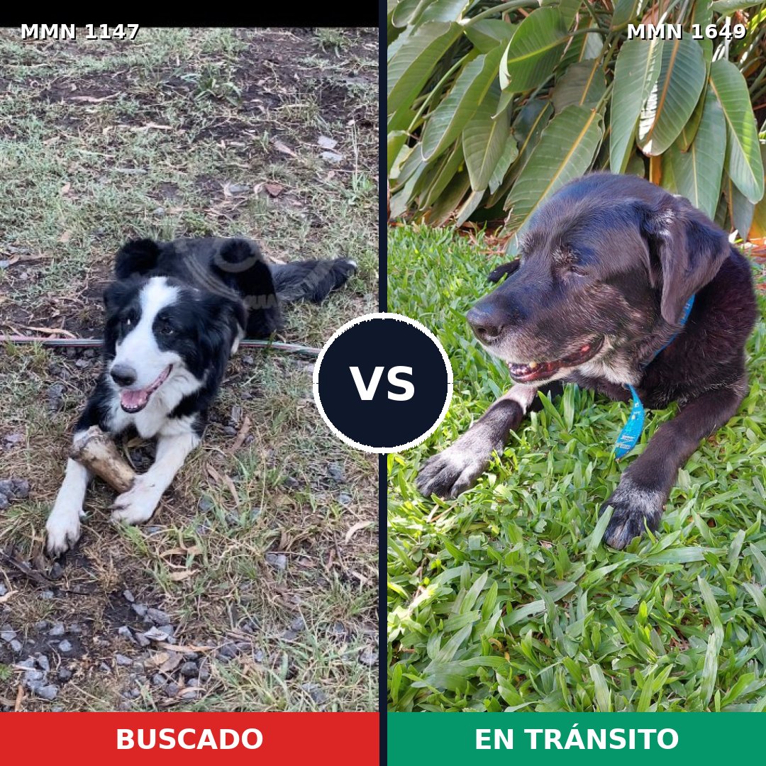 Comparativa MMS 35002: mascota perdida y mascota encontrada, 53% de similitud