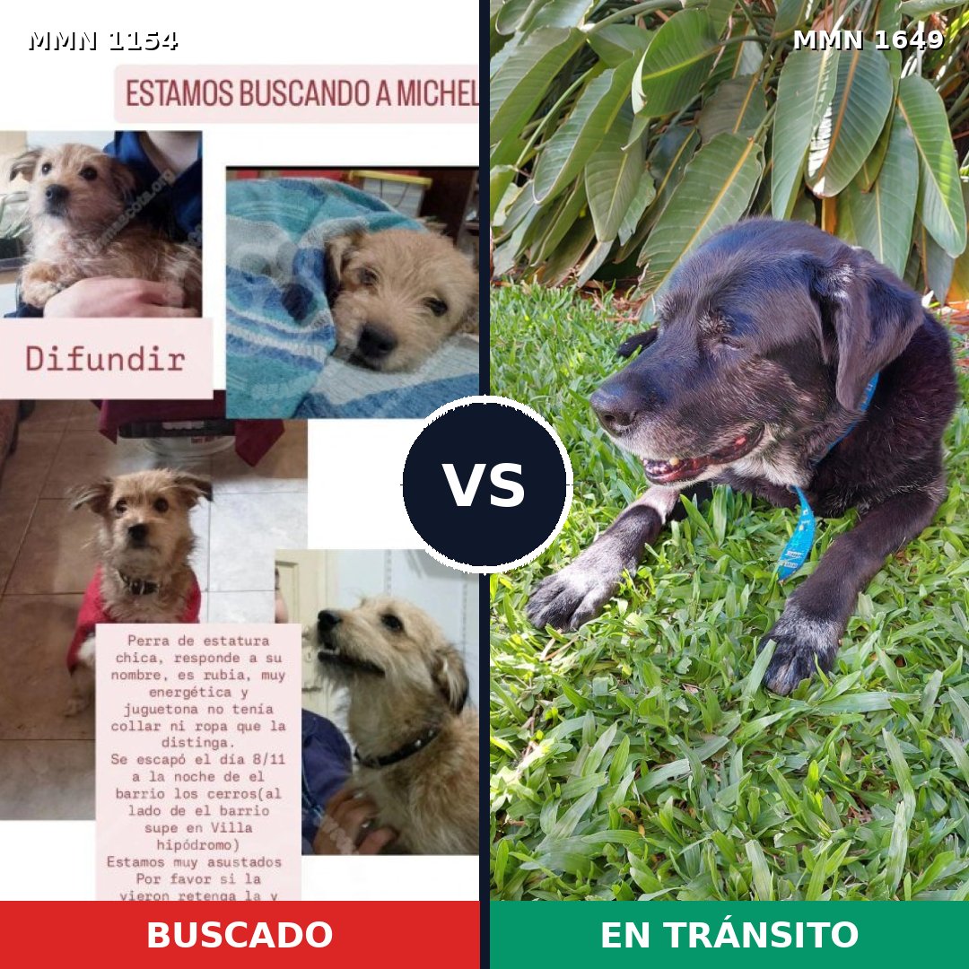 Comparativa MMS 35003: mascota perdida y mascota encontrada, 21% de similitud