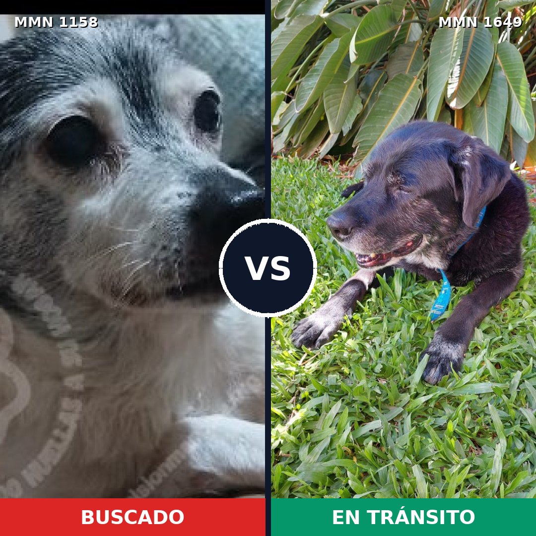 Comparativa MMS 35004: mascota perdida y mascota encontrada, 26% de similitud