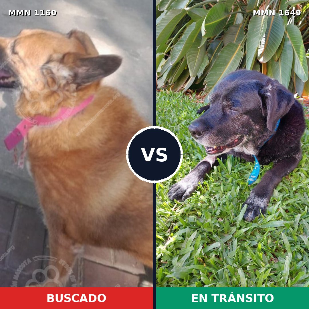 Comparativa MMS 35005: mascota perdida y mascota encontrada, 59% de similitud