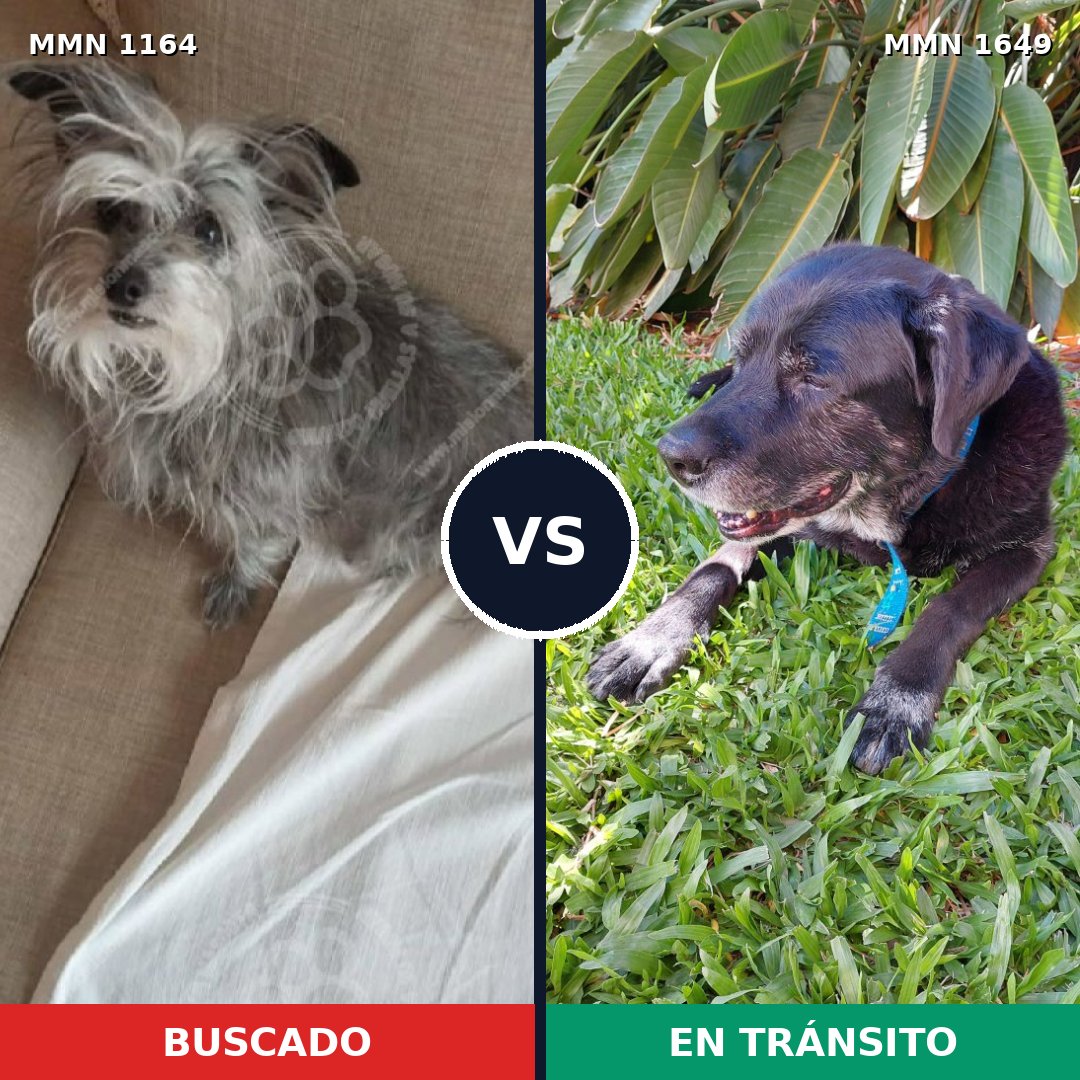 Comparativa MMS 35006: mascota perdida y mascota encontrada, 42% de similitud