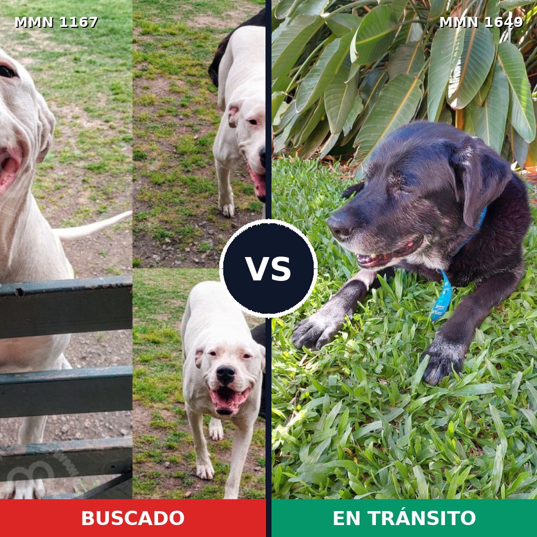 Comparativa MMS 35007: mascota perdida y mascota encontrada, 44% de similitud
