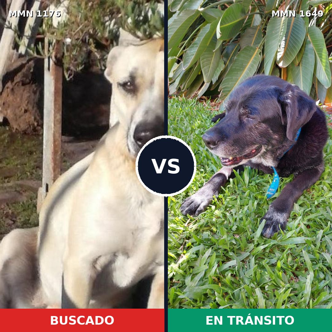 Comparativa MMS 35009: mascota perdida y mascota encontrada, 55% de similitud