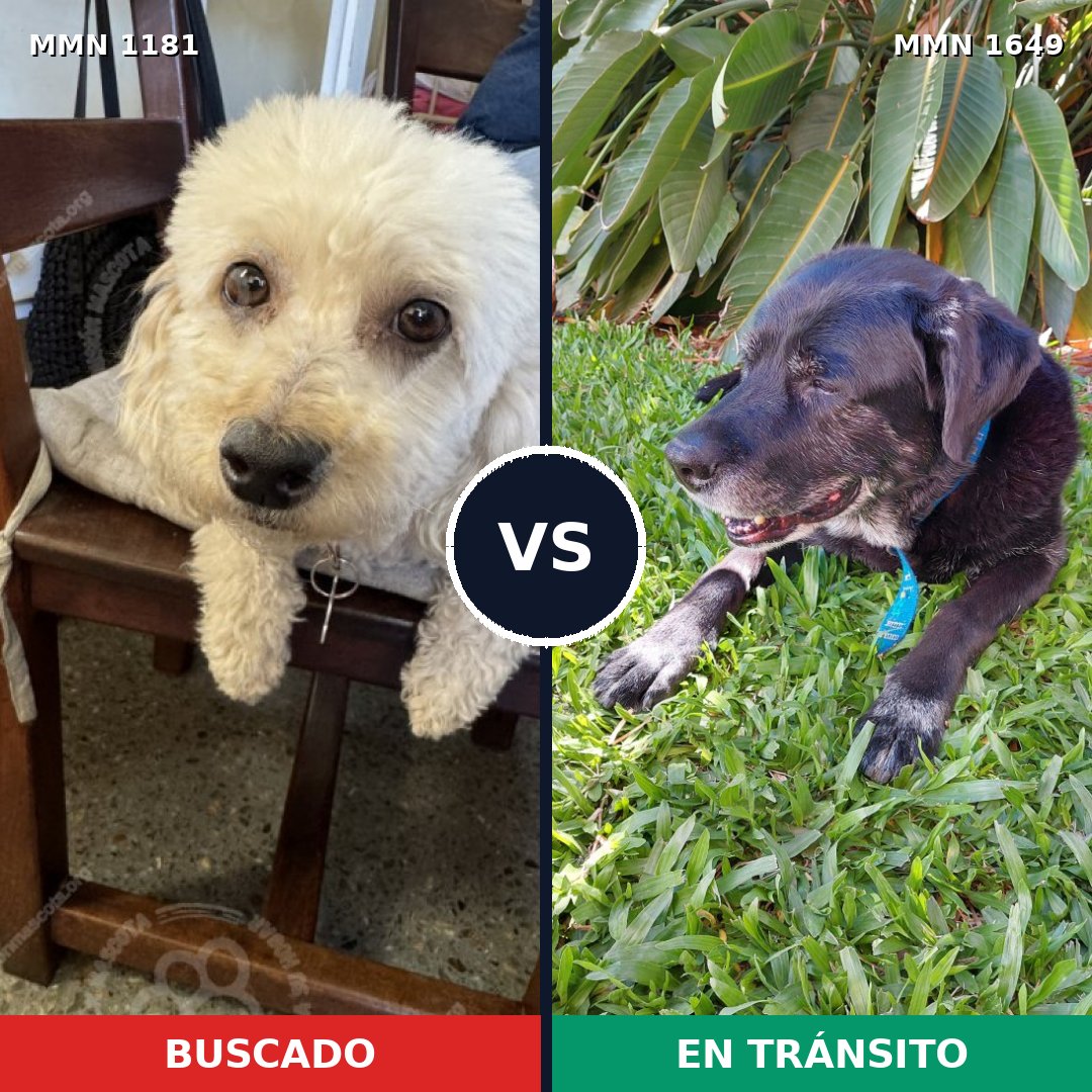 Comparativa MMS 35010: mascota perdida y mascota encontrada, 27% de similitud