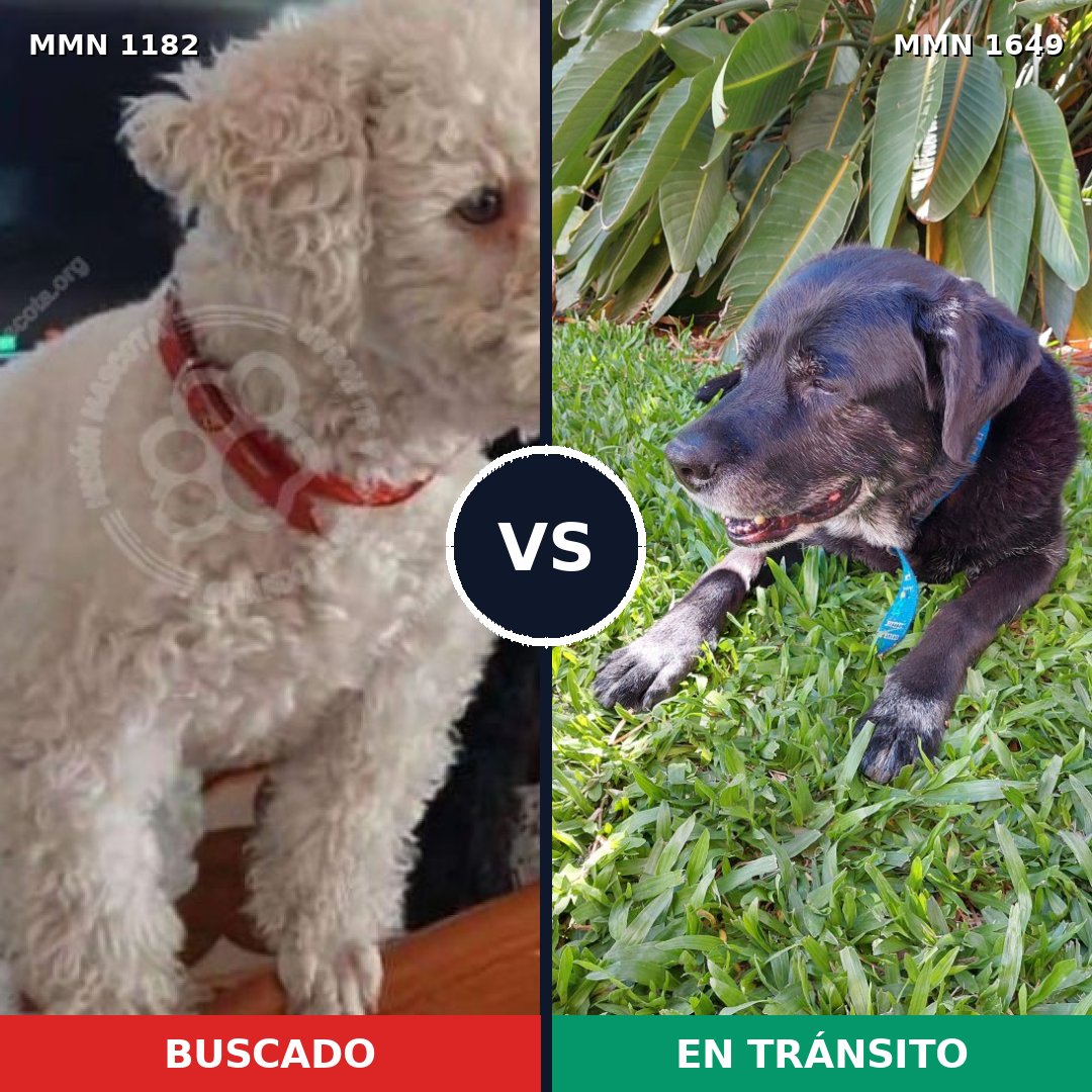 Comparativa MMS 35011: mascota perdida y mascota encontrada, 24% de similitud