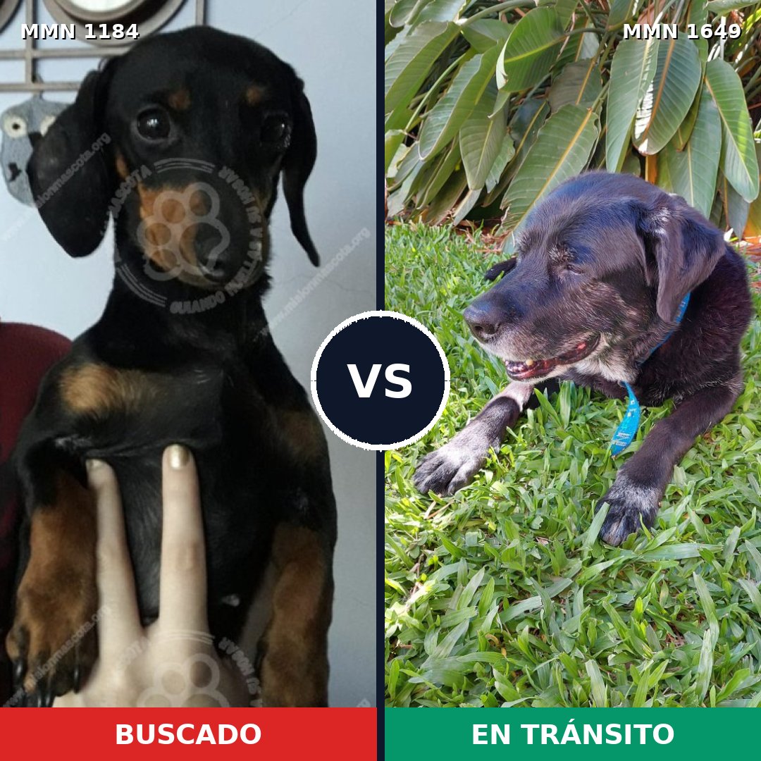 Comparativa MMS 35012: mascota perdida y mascota encontrada, 31% de similitud