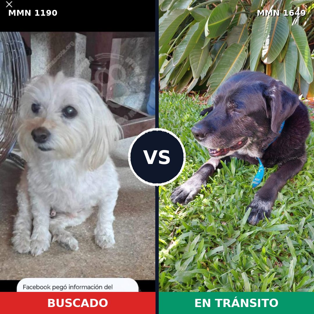 Comparativa MMS 35013: mascota perdida y mascota encontrada, 27% de similitud