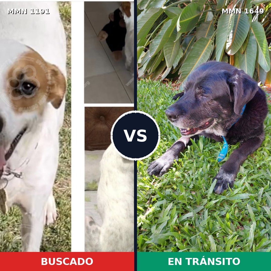 Comparativa MMS 35014: mascota perdida y mascota encontrada, 59% de similitud