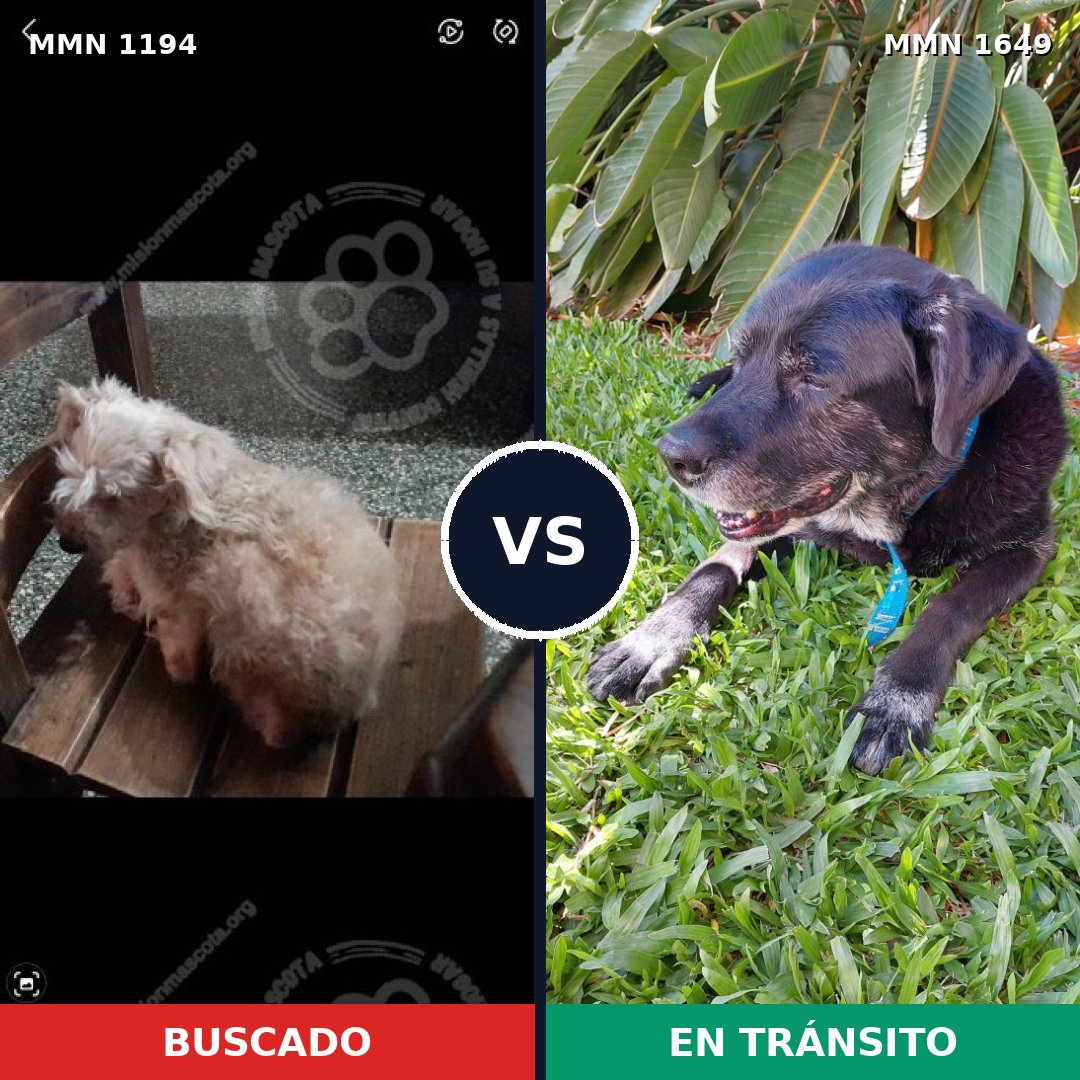 Comparativa MMS 35015: mascota perdida y mascota encontrada, 21% de similitud