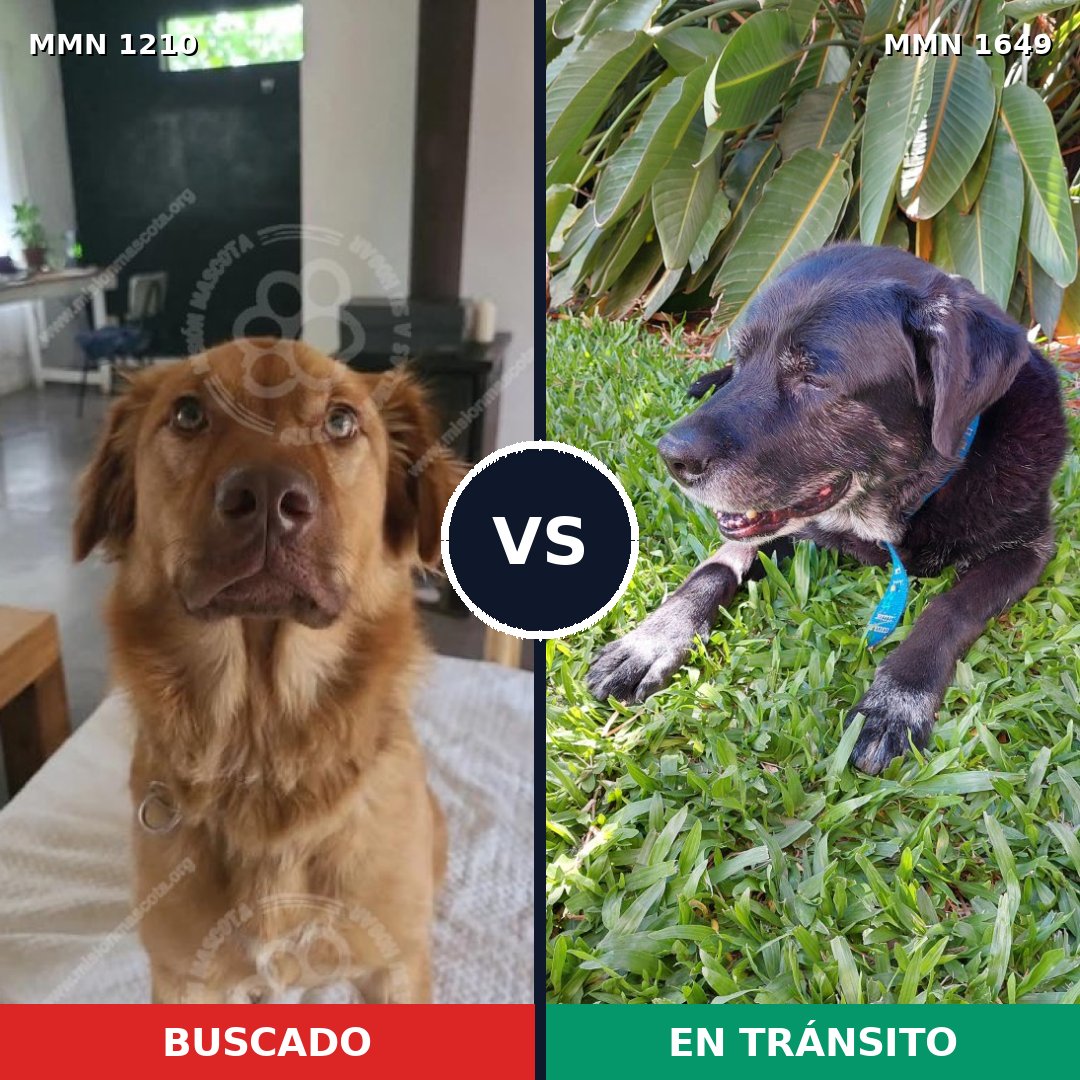 Comparativa MMS 35016: mascota perdida y mascota encontrada, 61% de similitud