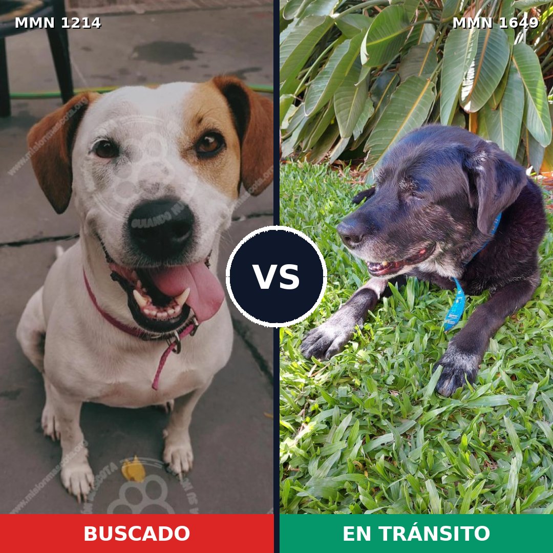Comparativa MMS 35017: mascota perdida y mascota encontrada, 61% de similitud