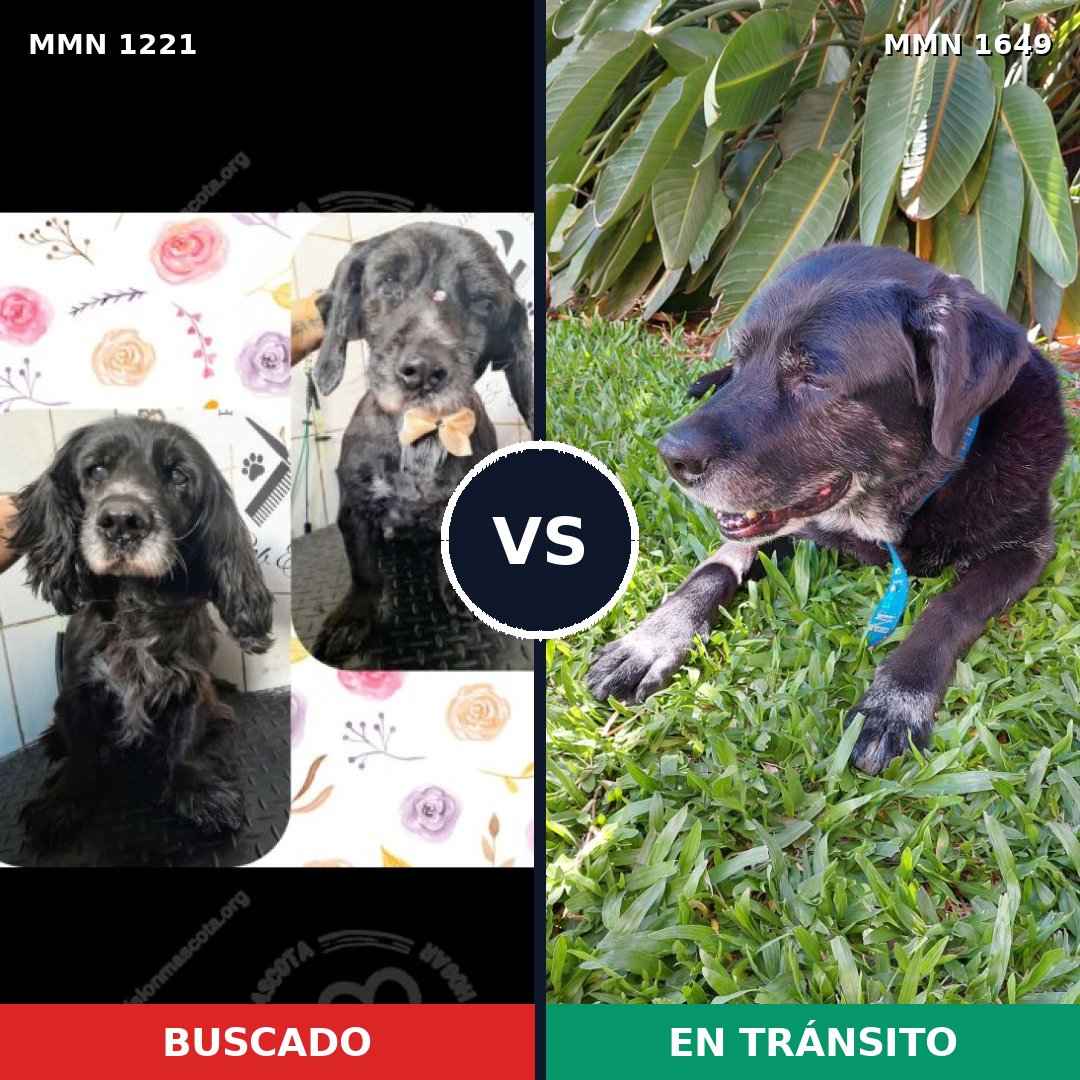Comparativa MMS 35018: mascota perdida y mascota encontrada, 69% de similitud