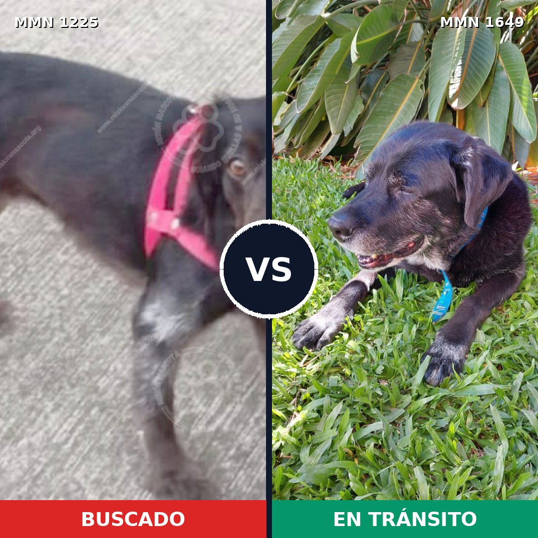 Comparativa MMS 35019: mascota perdida y mascota encontrada, 58% de similitud