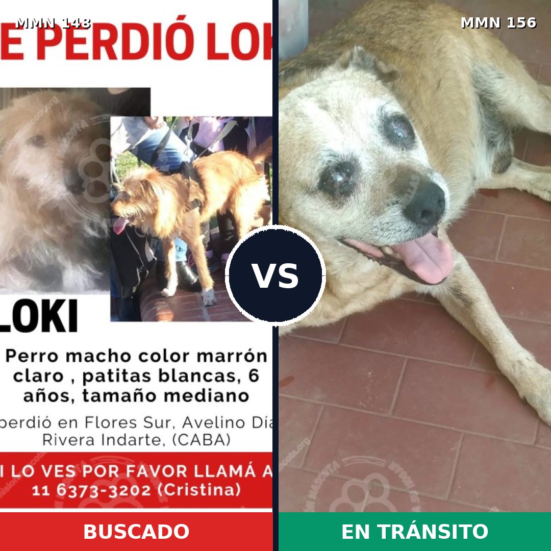 Comparativa MMS 3502: mascota perdida y mascota encontrada, 61% de similitud