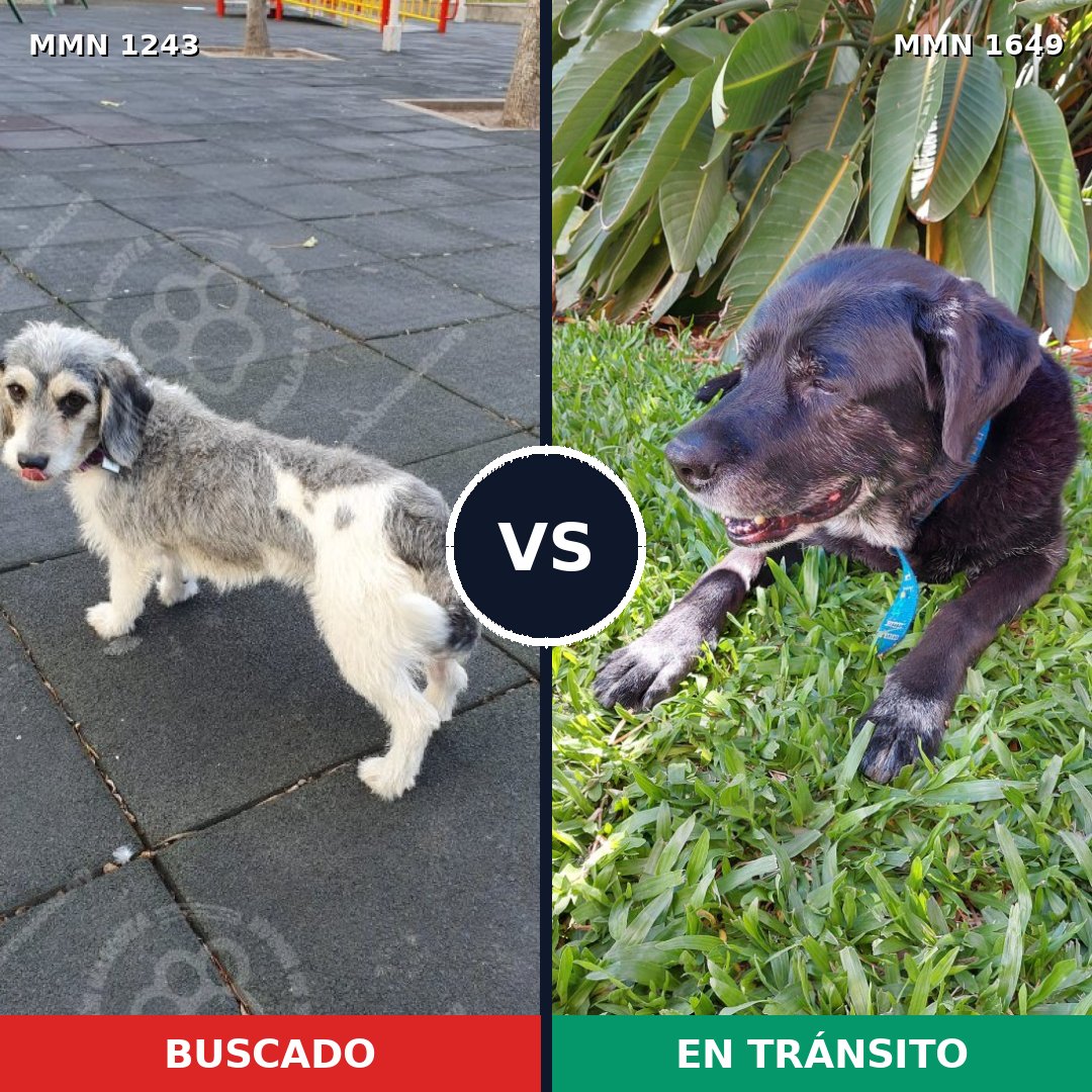 Comparativa MMS 35021: mascota perdida y mascota encontrada, 50% de similitud