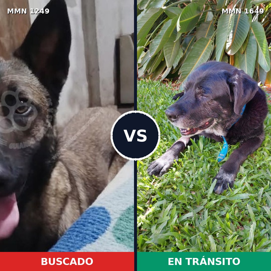 Comparativa MMS 35022: mascota perdida y mascota encontrada, 33% de similitud