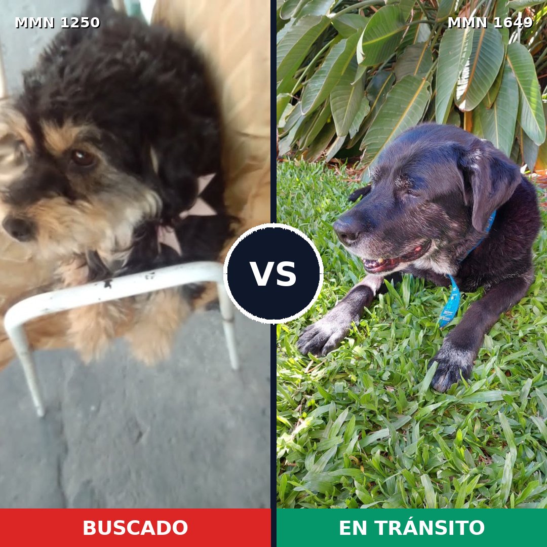 Comparativa MMS 35023: mascota perdida y mascota encontrada, 54% de similitud