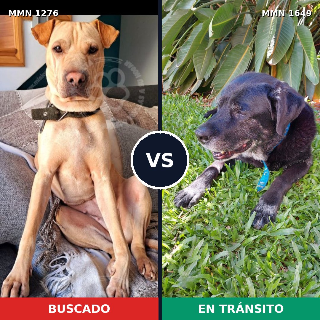Comparativa MMS 35025: mascota perdida y mascota encontrada, 56% de similitud