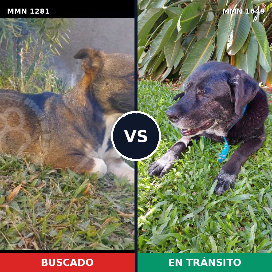 Comparativa MMS 35026: mascota perdida y mascota encontrada, 50% de similitud
