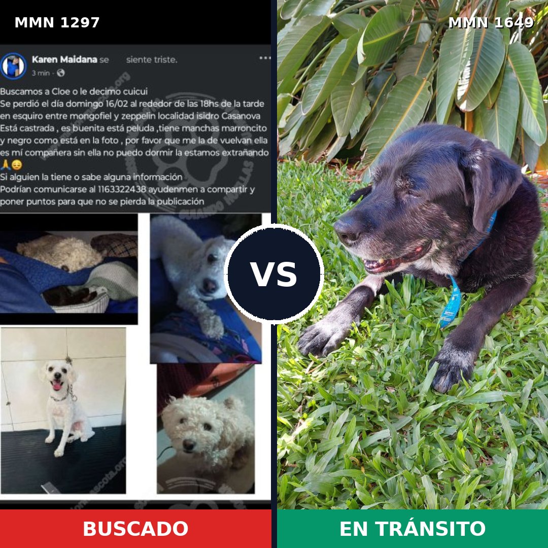 Comparativa MMS 35029: mascota perdida y mascota encontrada, 37% de similitud