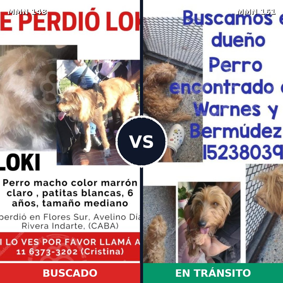 Comparativa MMS 3503: mascota perdida y mascota encontrada, 66% de similitud