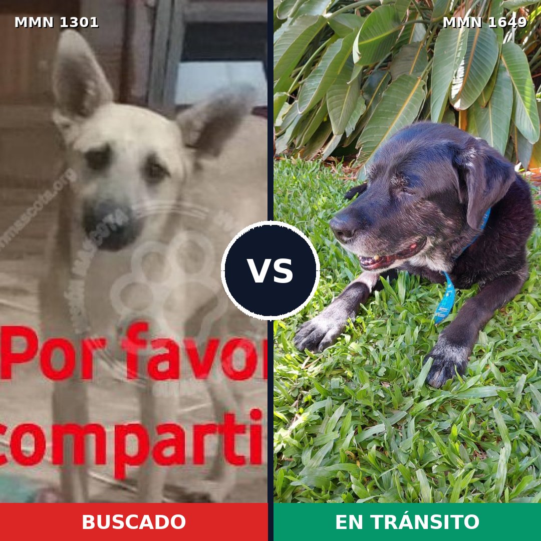 Comparativa MMS 35030: mascota perdida y mascota encontrada, 60% de similitud