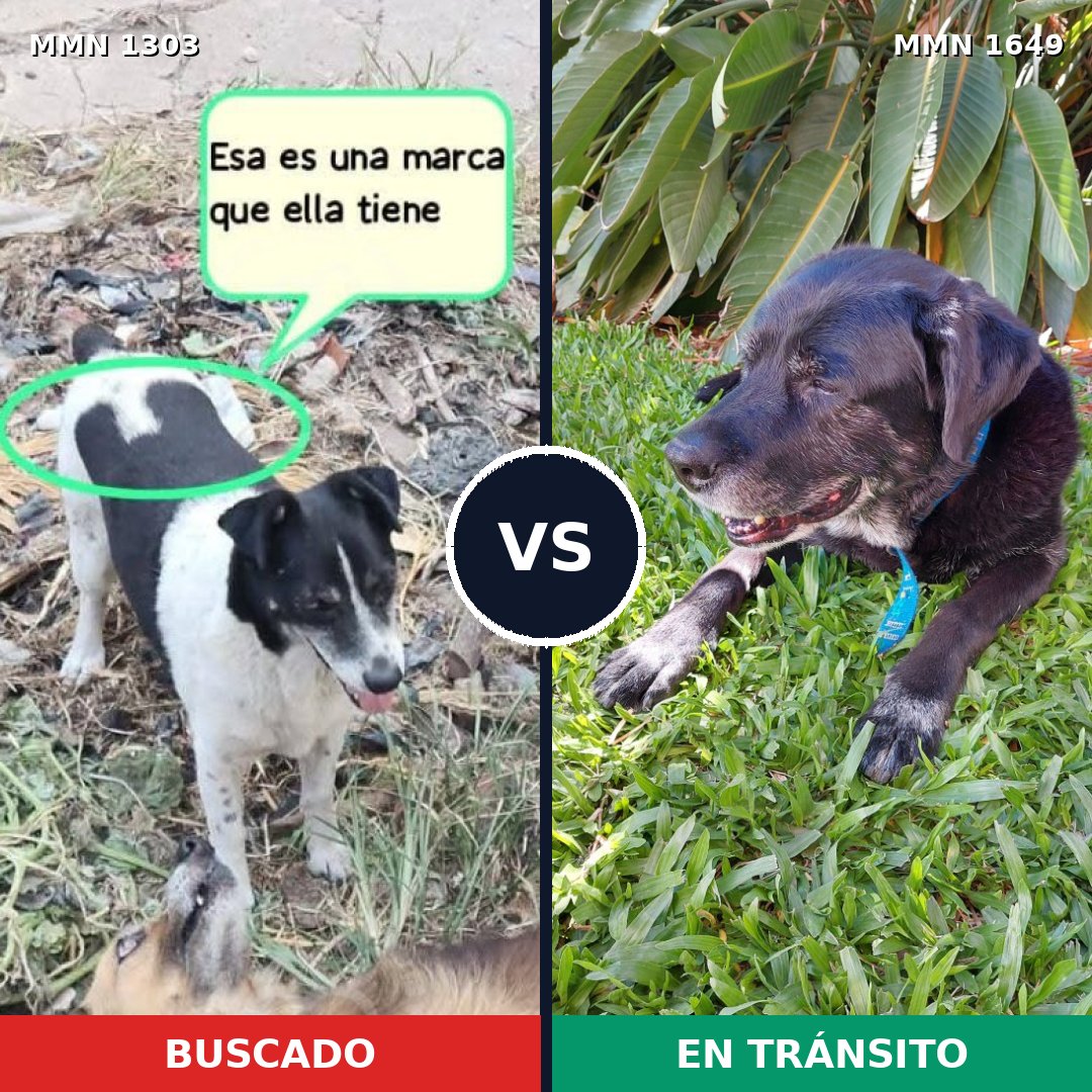 Comparativa MMS 35031: mascota perdida y mascota encontrada, 51% de similitud