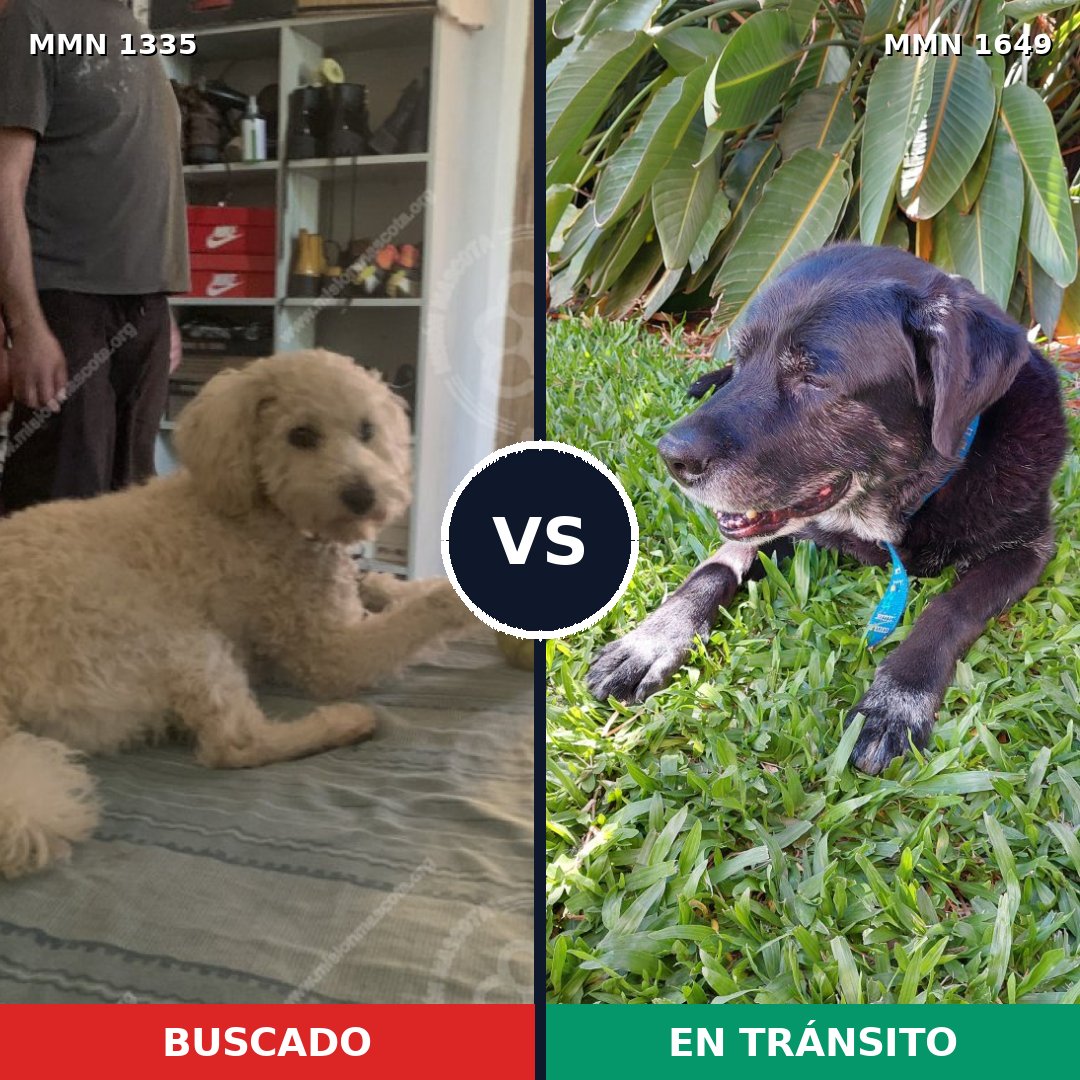 Comparativa MMS 35033: mascota perdida y mascota encontrada, 26% de similitud