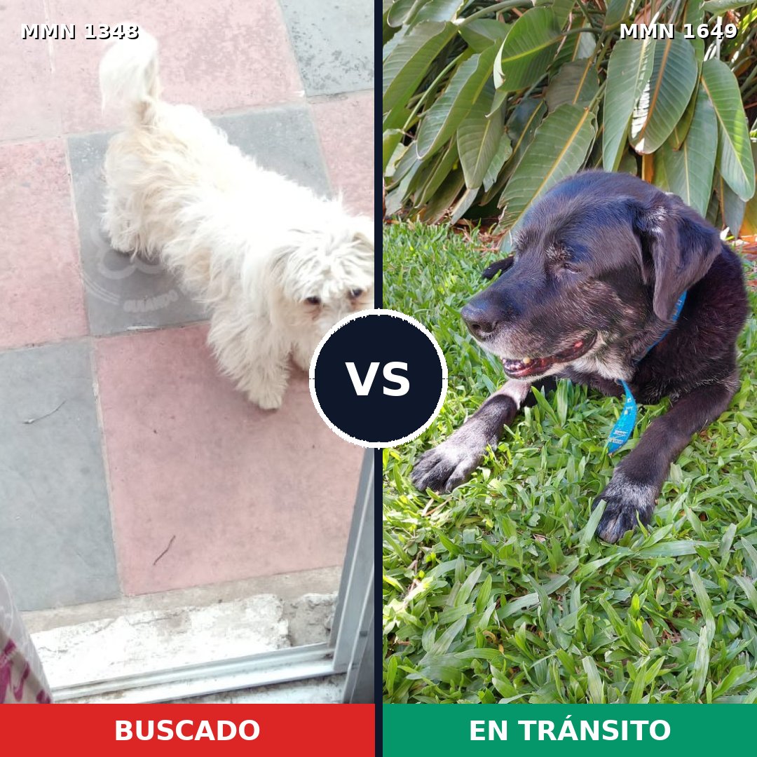 Comparativa MMS 35034: mascota perdida y mascota encontrada, 49% de similitud