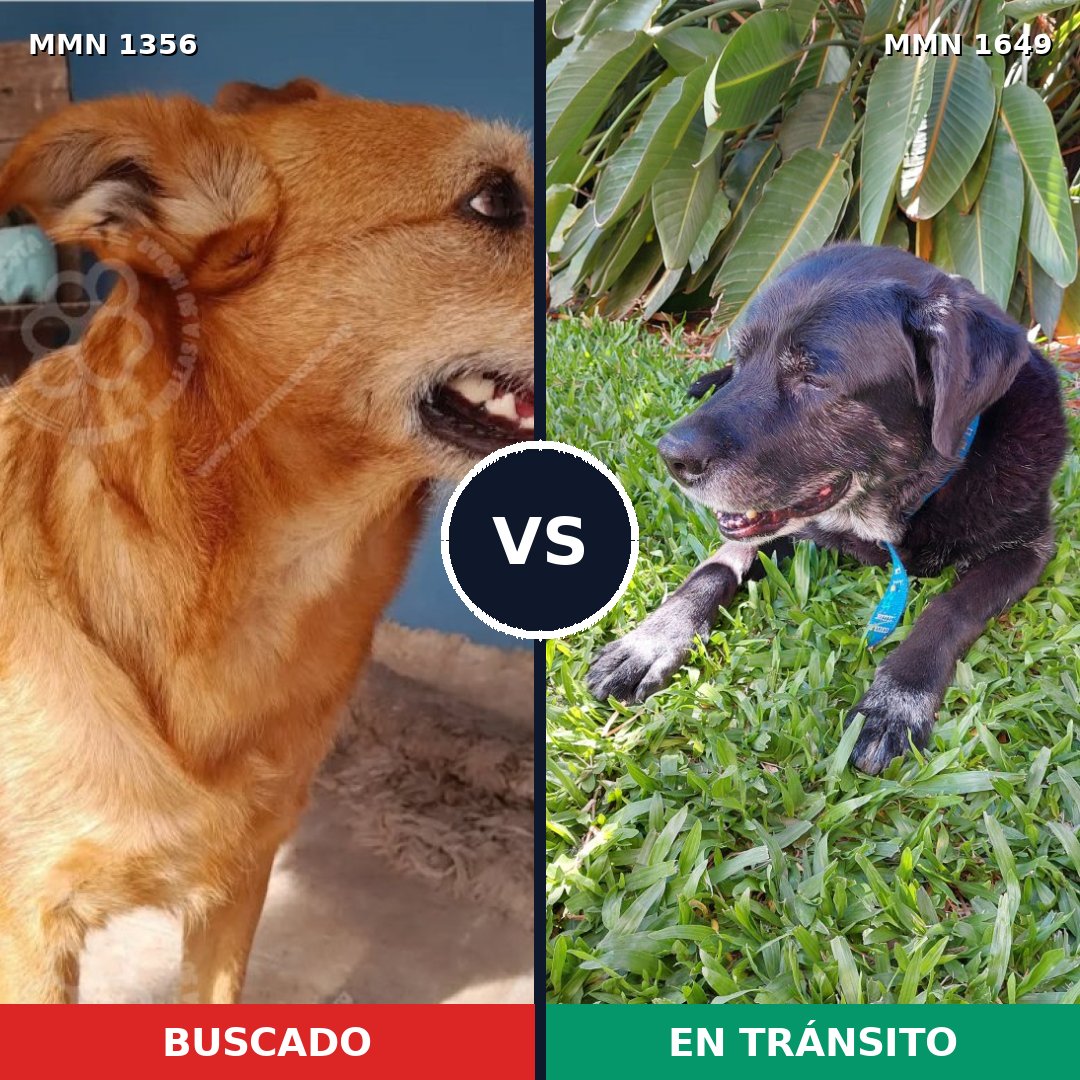 Comparativa MMS 35035: mascota perdida y mascota encontrada, 57% de similitud