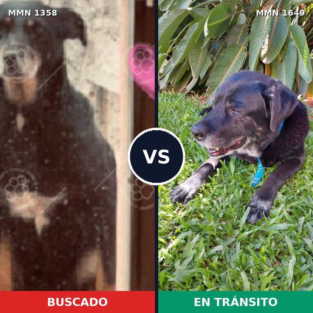 Comparativa MMS 35036: mascota perdida y mascota encontrada, 65% de similitud