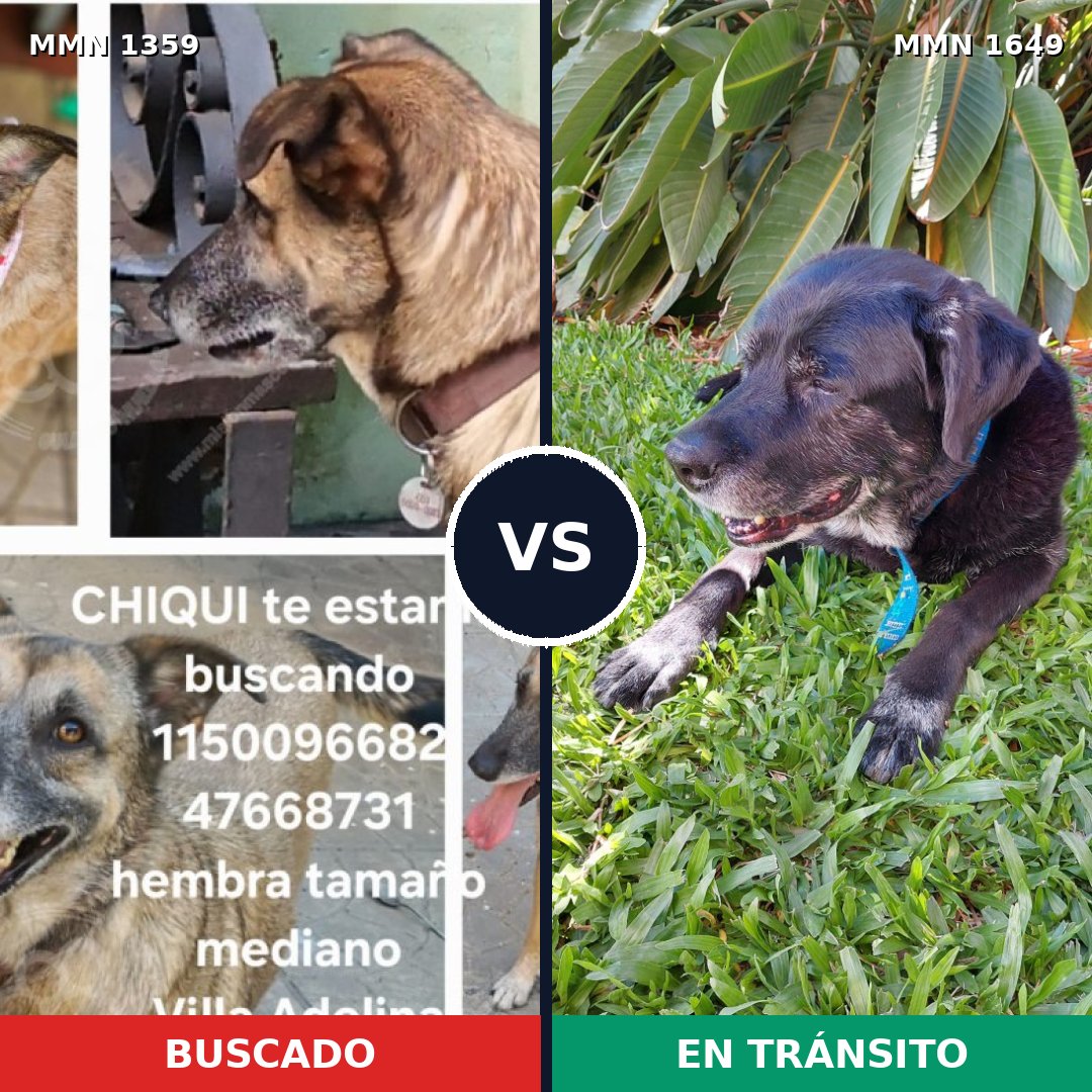 Comparativa MMS 35037: mascota perdida y mascota encontrada, 80% de similitud