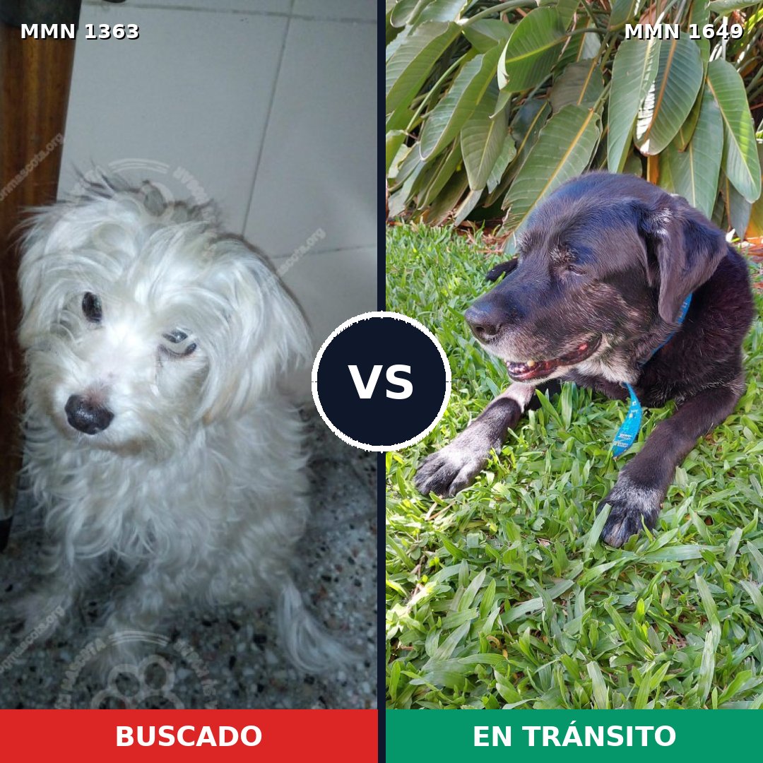 Comparativa MMS 35038: mascota perdida y mascota encontrada, 35% de similitud