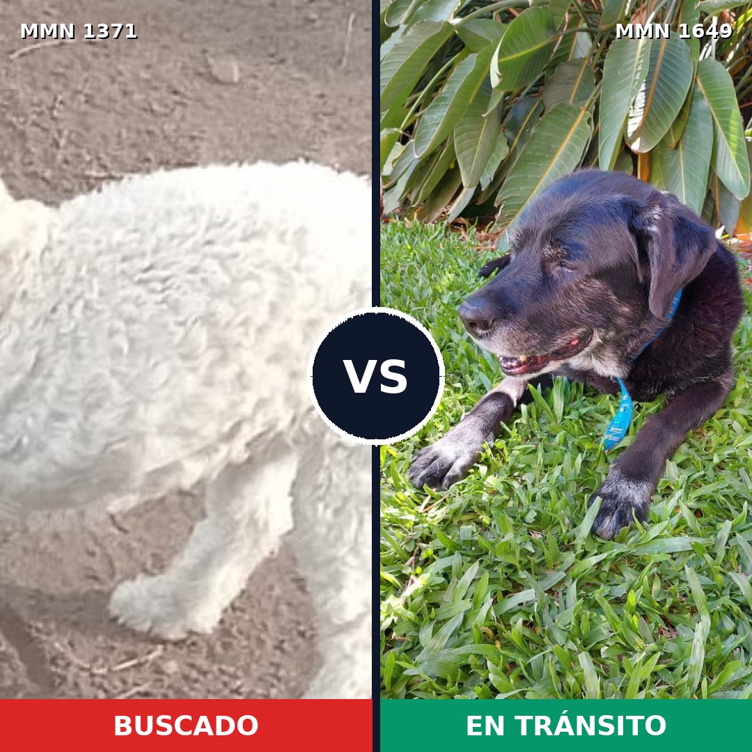 Comparativa MMS 35039: mascota perdida y mascota encontrada, 26% de similitud