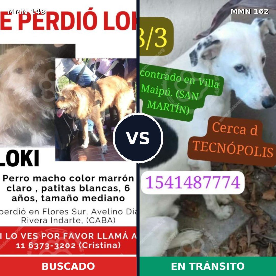 Comparativa MMS 3504: mascota perdida y mascota encontrada, 63% de similitud