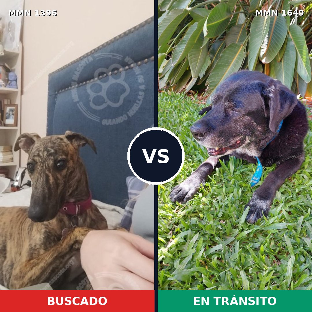 Comparativa MMS 35040: mascota perdida y mascota encontrada, 41% de similitud