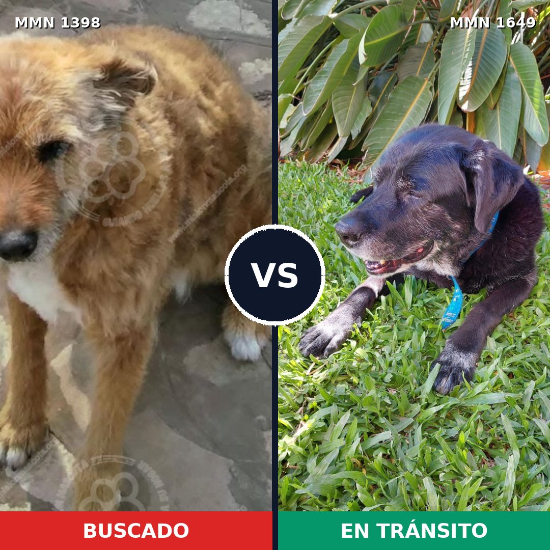 Comparativa MMS 35041: mascota perdida y mascota encontrada, 59% de similitud