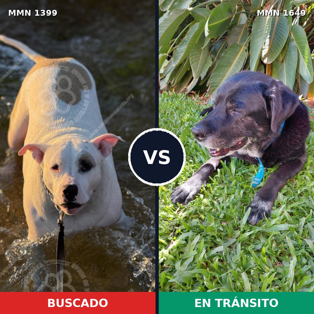 Comparativa MMS 35042: mascota perdida y mascota encontrada, 30% de similitud