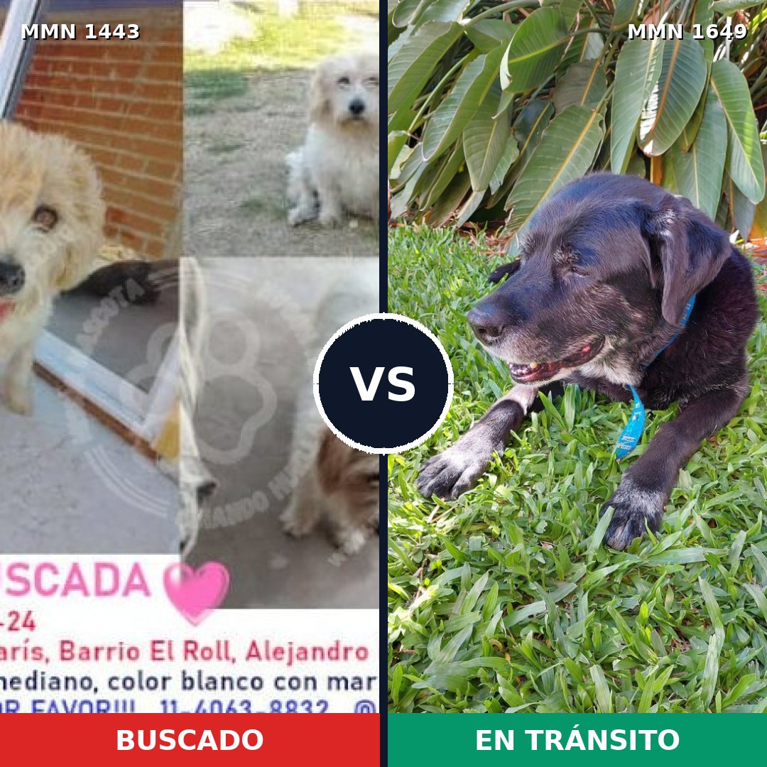 Comparativa MMS 35044: mascota perdida y mascota encontrada, 61% de similitud