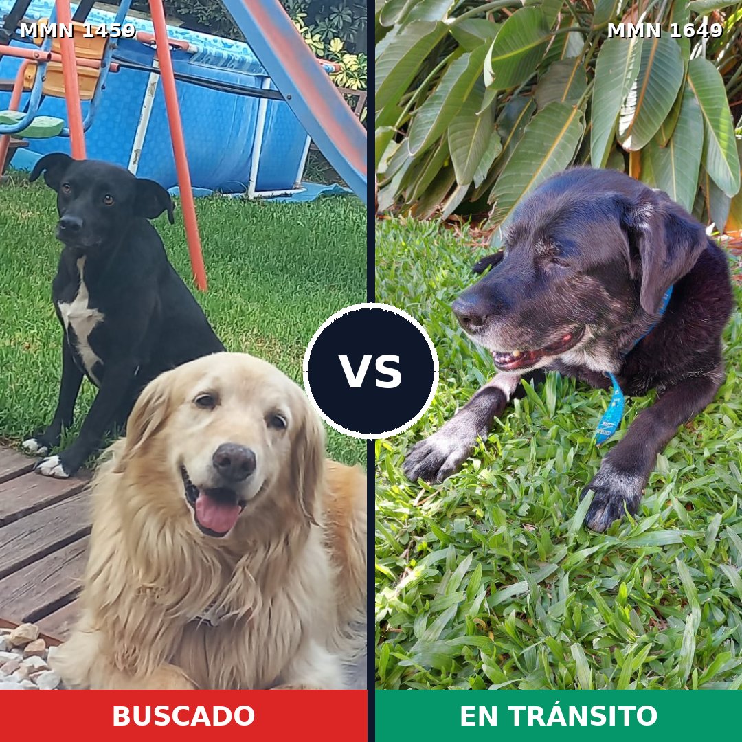Comparativa MMS 35045: mascota perdida y mascota encontrada, 48% de similitud